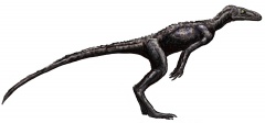 † Marasuchus lilloensis(vor etwa 242 bis 235 Millionen Jahren)